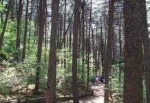 ‘대한민국 100대 명품숲’에 가평 잣향기 푸른숲 등 경기도 7개 숲 선정