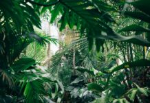 “식물 키우다 내 마음도 달라졌어요”… 그린 테라피, 우울감 줄이는 새로운 습관 area covered with green leafed plants