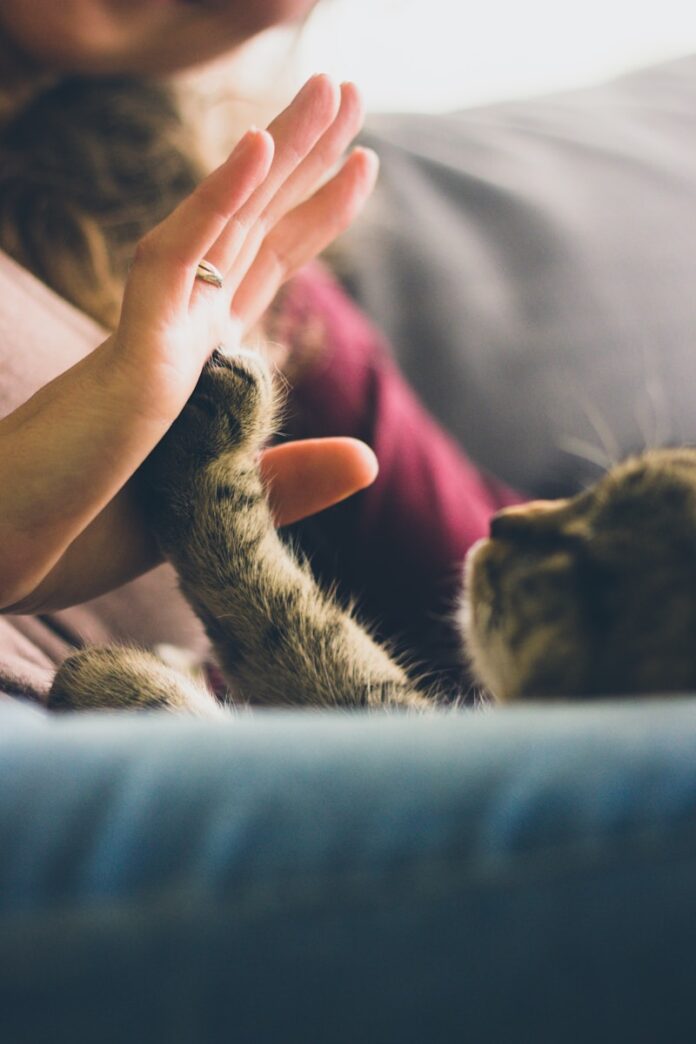 Photo by Jonas Vincent tabby cat touching person's palm