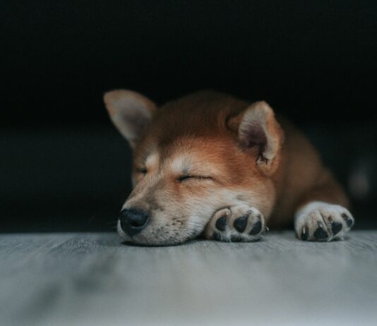 수면의 질, 건강의 열쇠…‘꿀잠’ 자는 습관이 중요하다 a dog lying on a bed