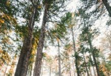 “지속가능한 나만의 웰니스 루틴 찾기, 일상에서 시작하세요” woman walking near plants and tall trees during daytime