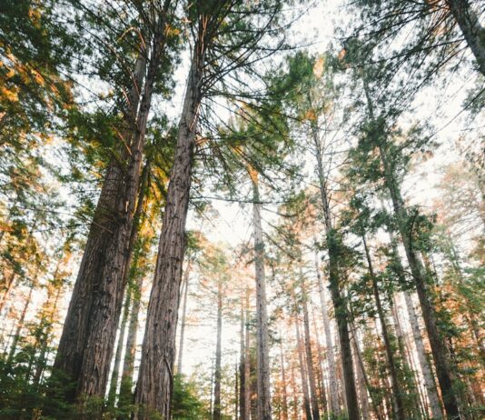 “지속가능한 나만의 웰니스 루틴 찾기, 일상에서 시작하세요” woman walking near plants and tall trees during daytime