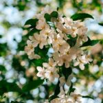 일상 속 뇌건강 지키기, 작은 습관이 비밀 Sunlit white apple blossoms against a blurred green background.