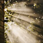 만성피로, 일상 속 작은 변화로 극복한다 sun rays coming through trees