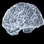 “작은 습관이 쌓이면 뇌도 건강해진다…일상 속 뇌 활력 지키는 법” a close up of a human brain on a black background